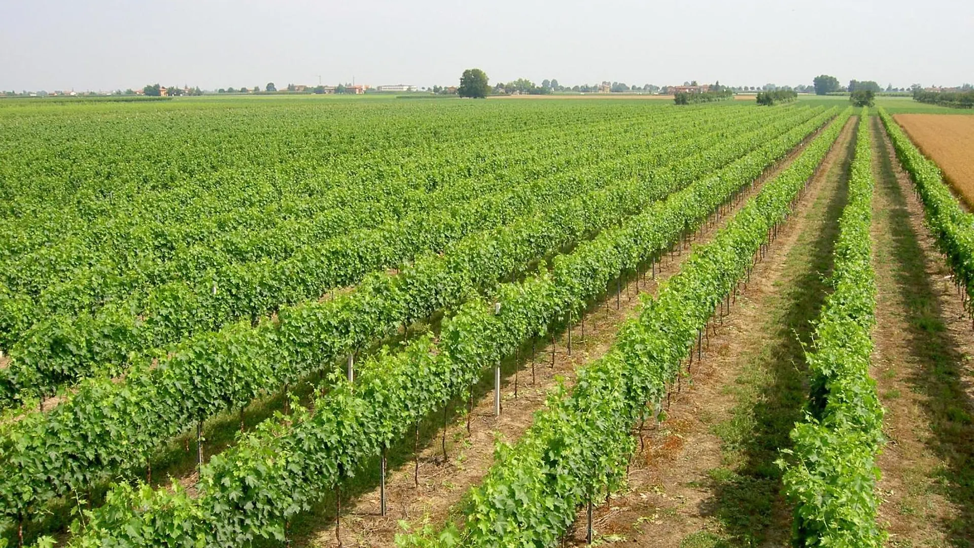 Agriturismo Ravaglia Grande Castel Guelfo Di Bologna Casa di campagna